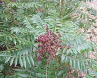 rhus copallina ab2.jpg